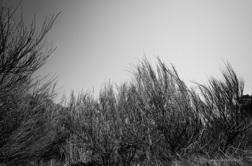 Flora und Fauna auf Hiddensee