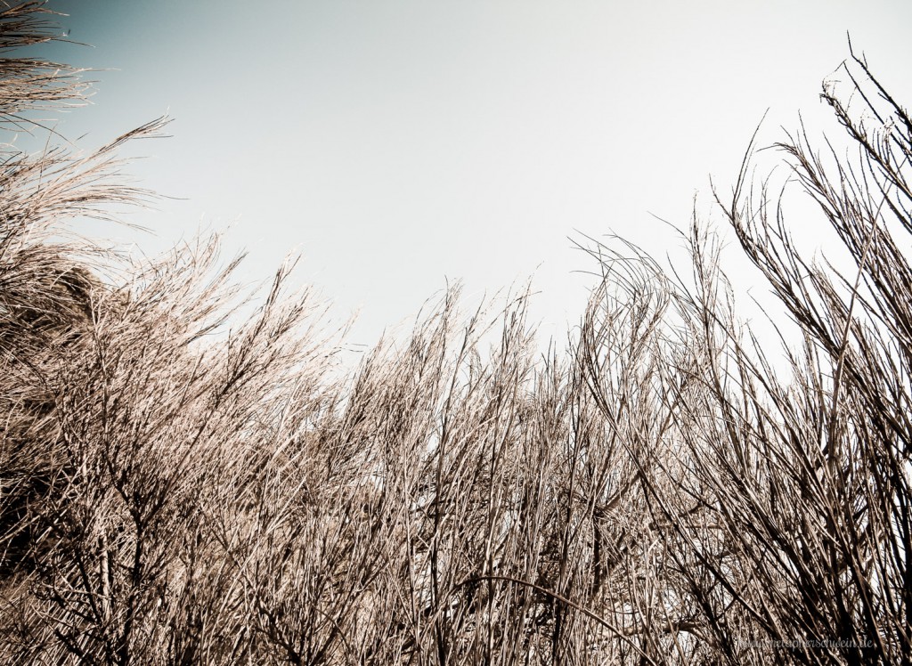 Flora und Fauna auf der Insel Hiddensee