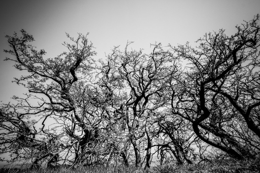 Flora und Fauna auf der Insel Hiddensee