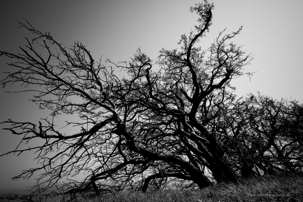 Flora und Fauna auf der Insel Hiddensee