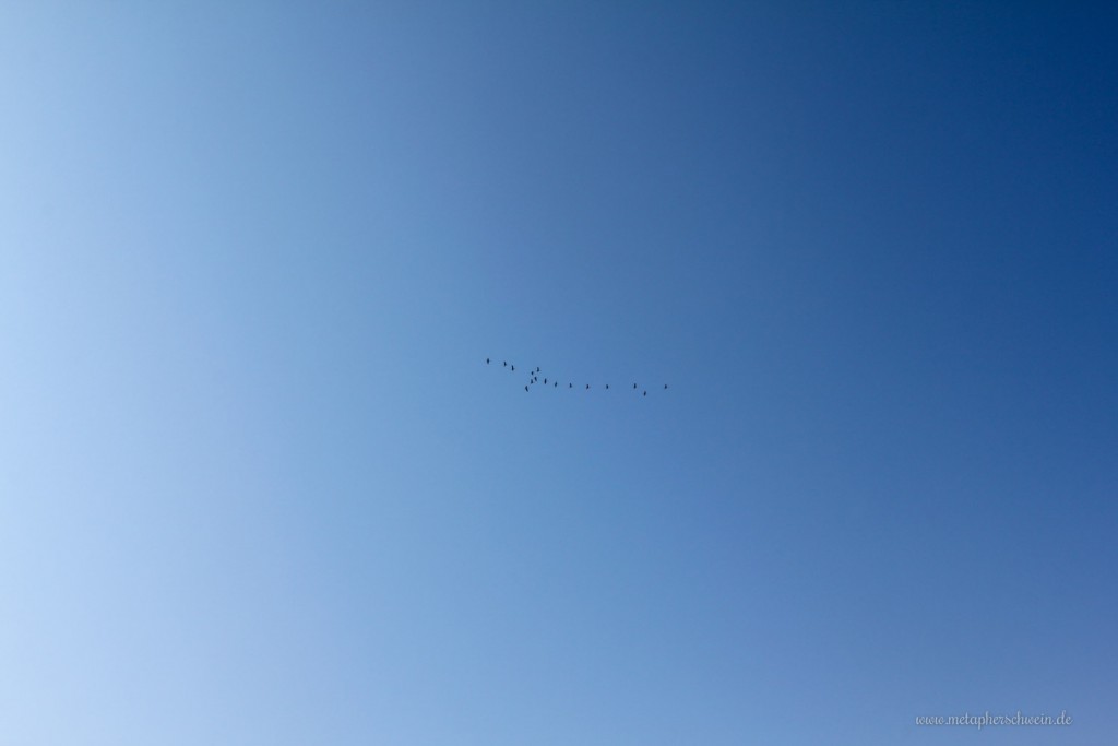 Zugvögel am Kap Arkona auf der Insel Rügen.