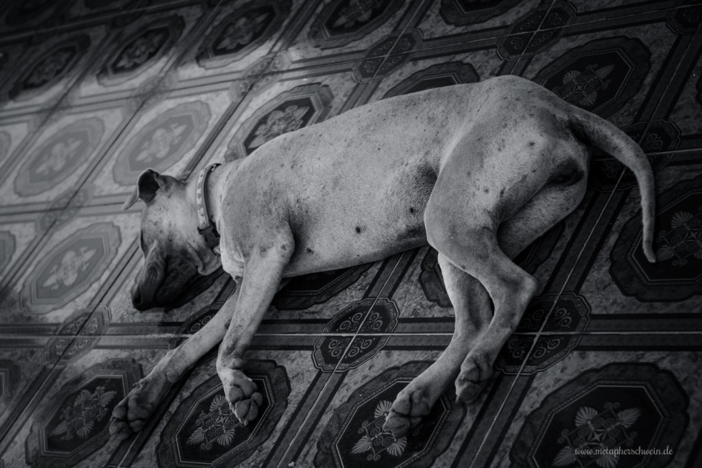Schlafender Hund im Tempel von Ko Samui