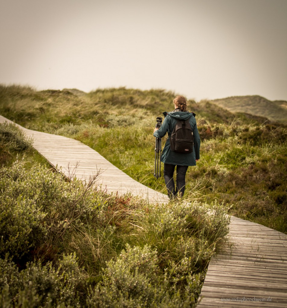 Naturschutzgebiet Dünenlandschaft auf der Insel Amrum