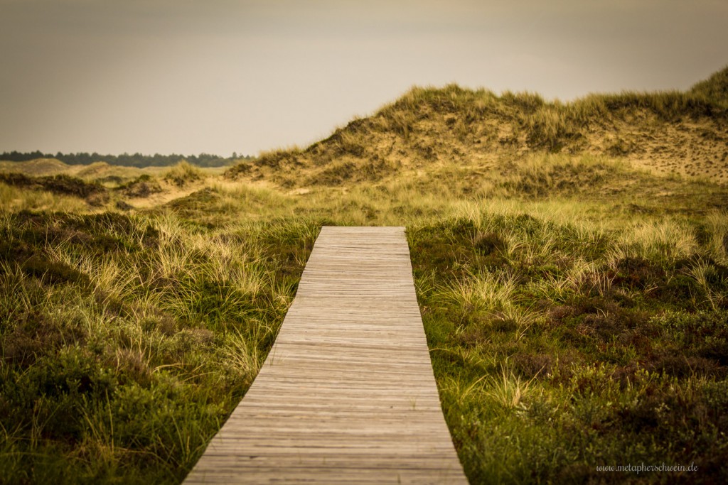 Naturschutzgebiet Dünenlandschaft auf der Insel Amrum
