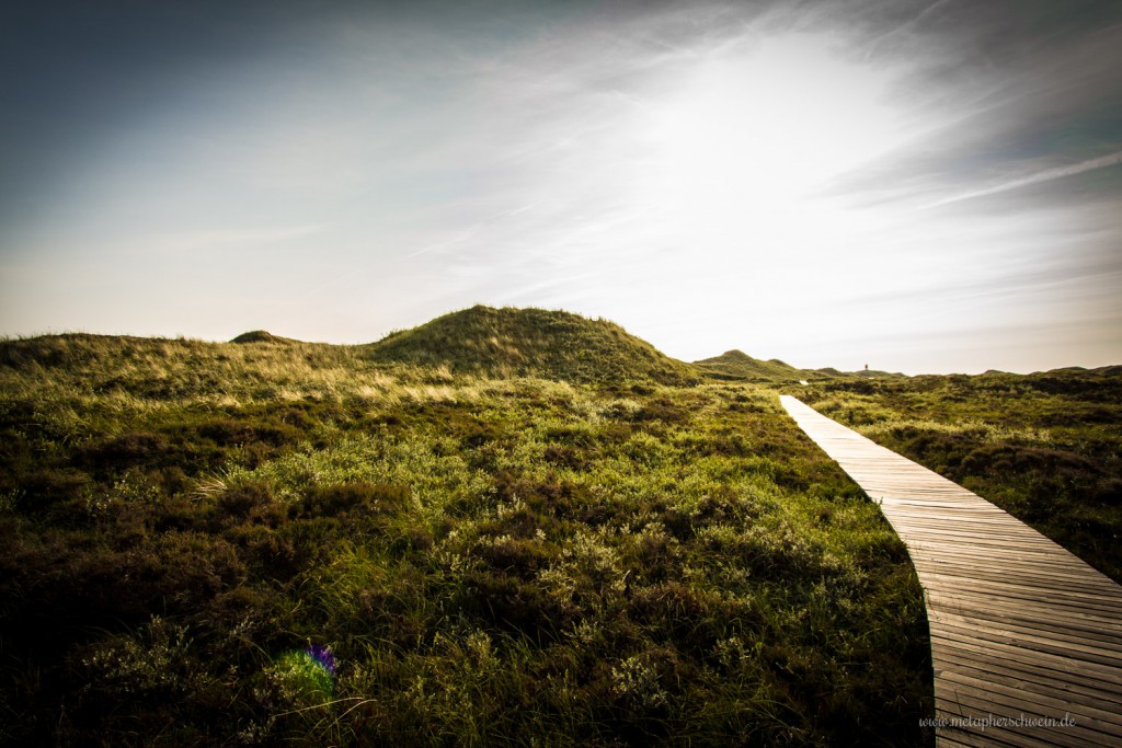 Dünenlandschaft auf der Insel Amrum