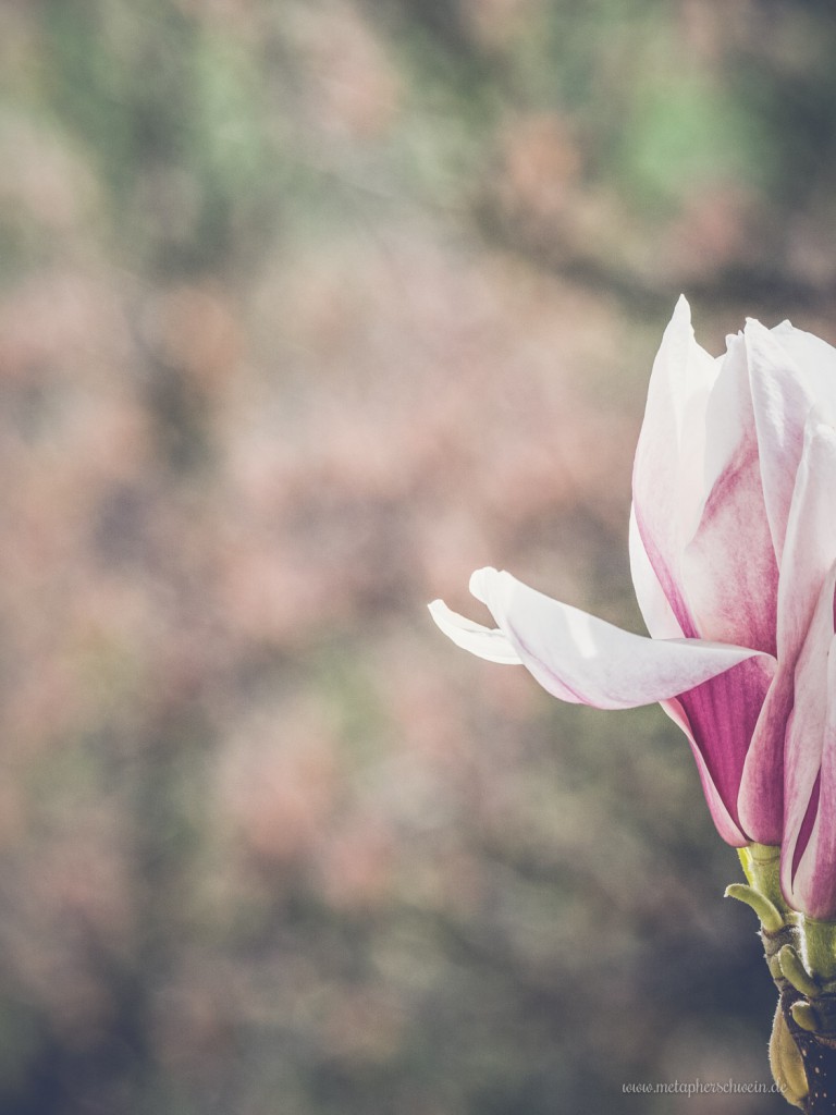Magnolien im April 2015 - metapherschwein.de