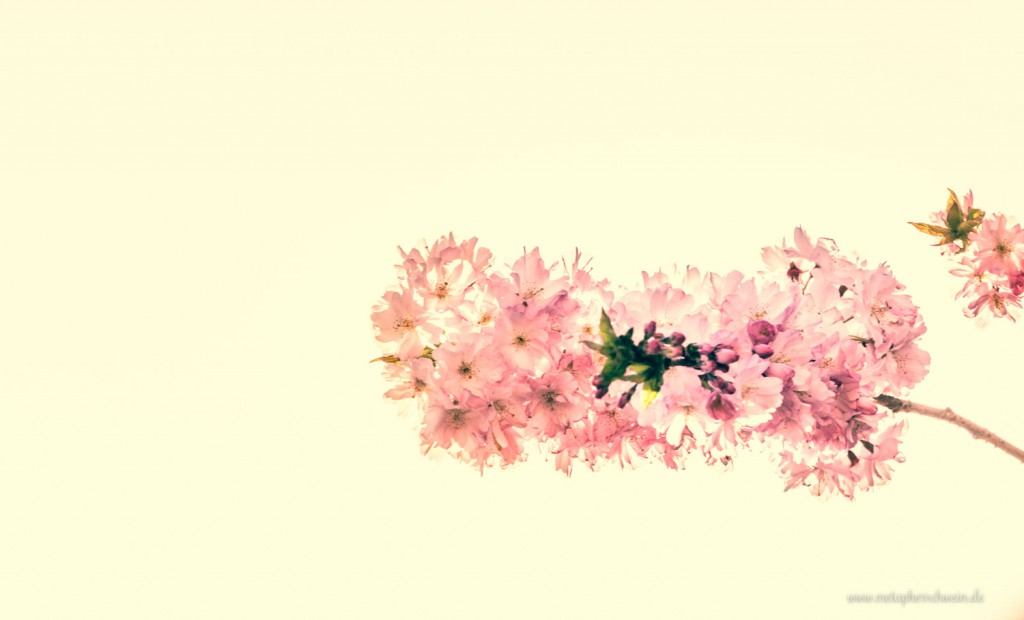 Kirschblüten im Herkendorfer Frühling 2015 - metapherschwein.de
