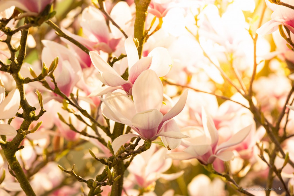 Magnolien im Herkendorfer Frühling 2015 - metapherschwein.de