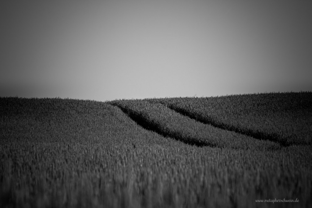 Weizenfeld bei Halvestorf