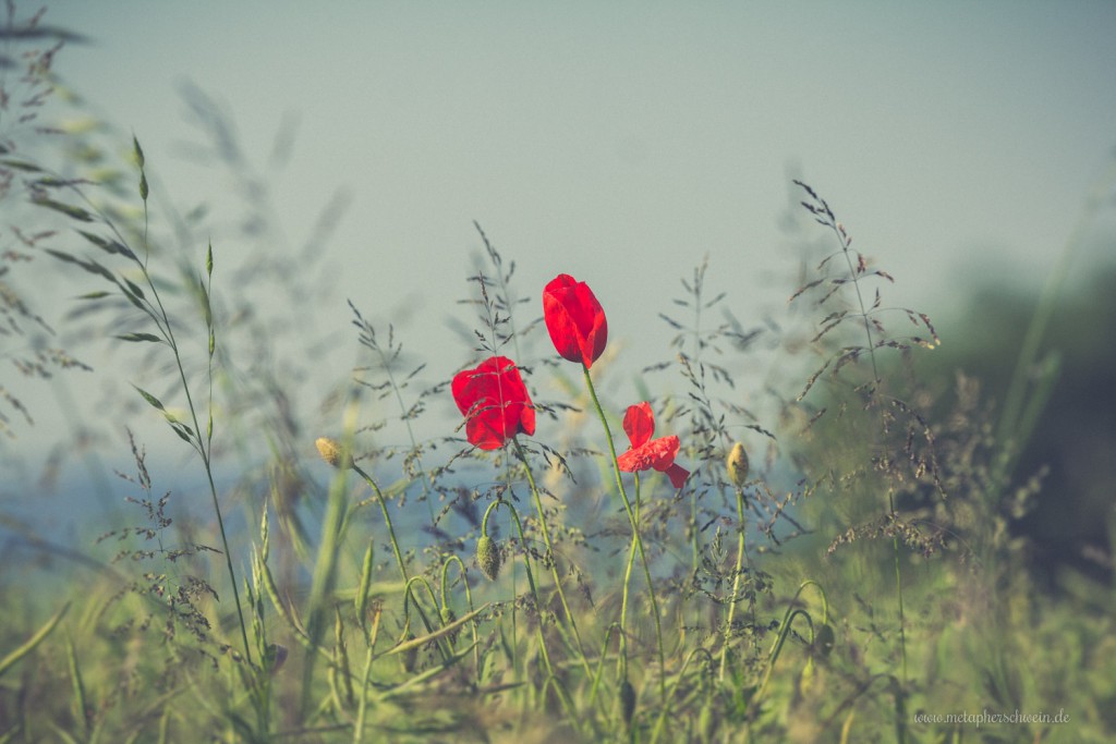 Mohnblumen im Rapsfeld