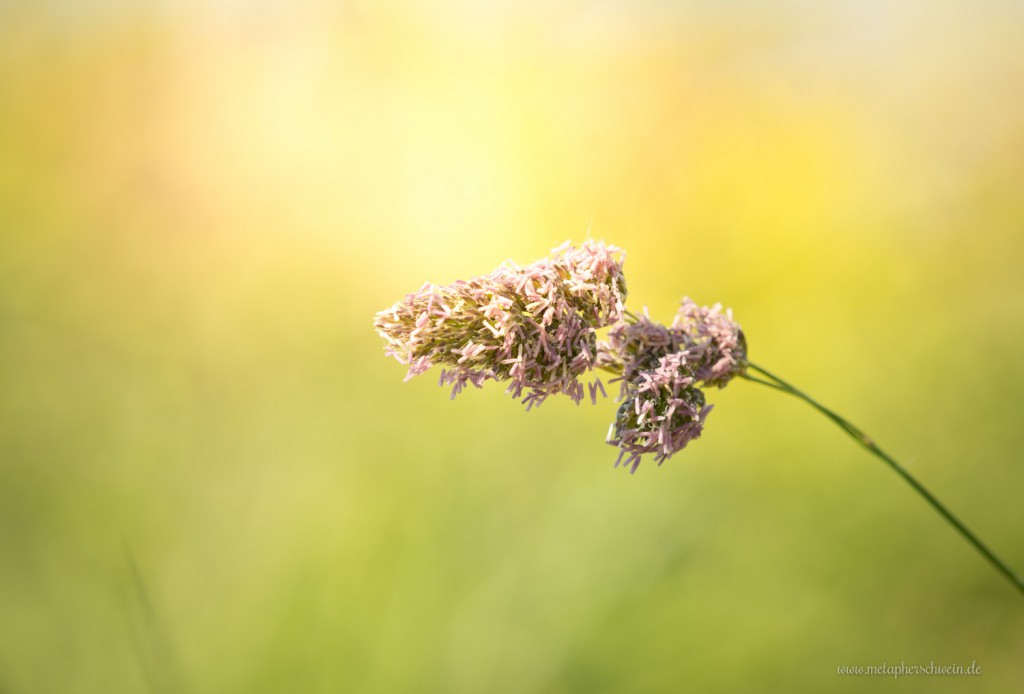 Sommer in Halvestorf Weidehohl