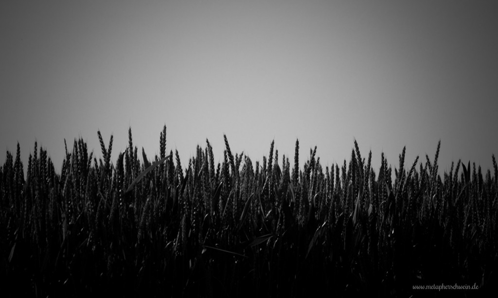 Weizen am Feldrand