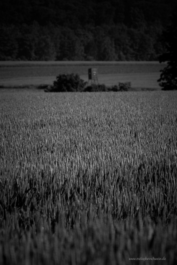 Getreidefelder im Weserbergland