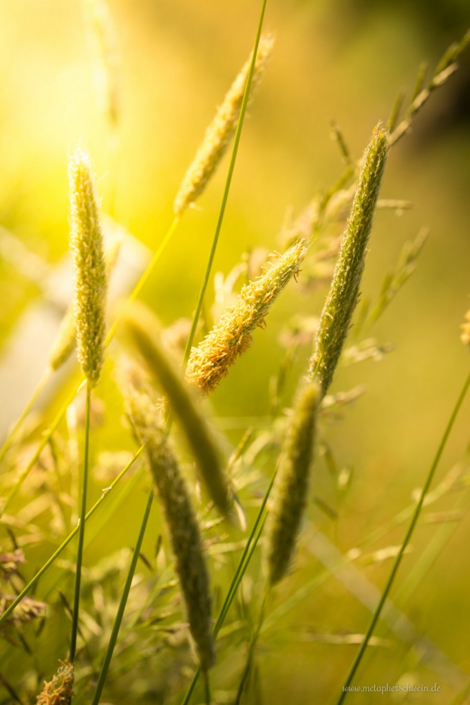 Gräser und Halme im Sonnenlicht