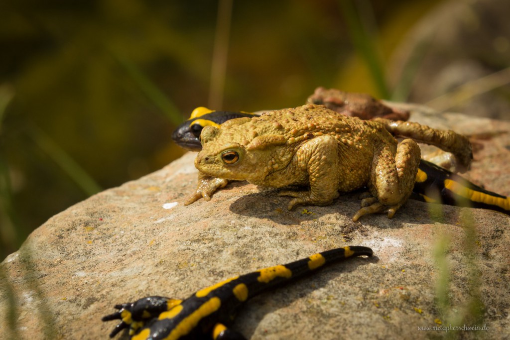 Feuersalamander und Erdkröte am heimischen Gartenteich