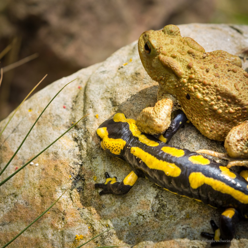Feuersalamander und Erdkröte