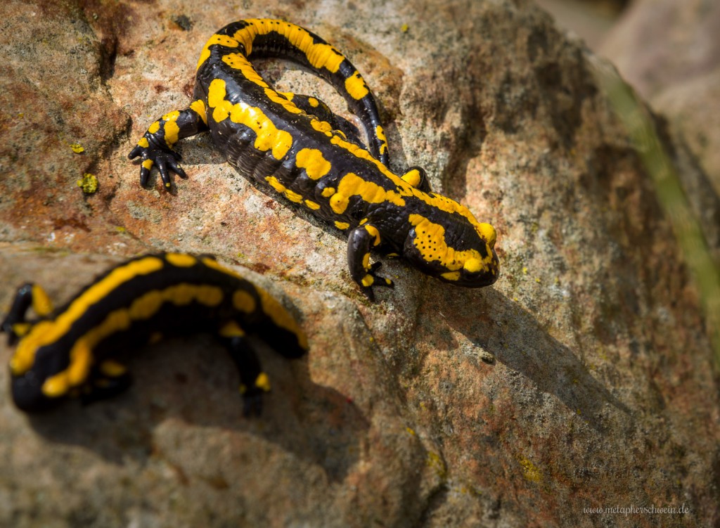 Feuersalamander auf Steinen