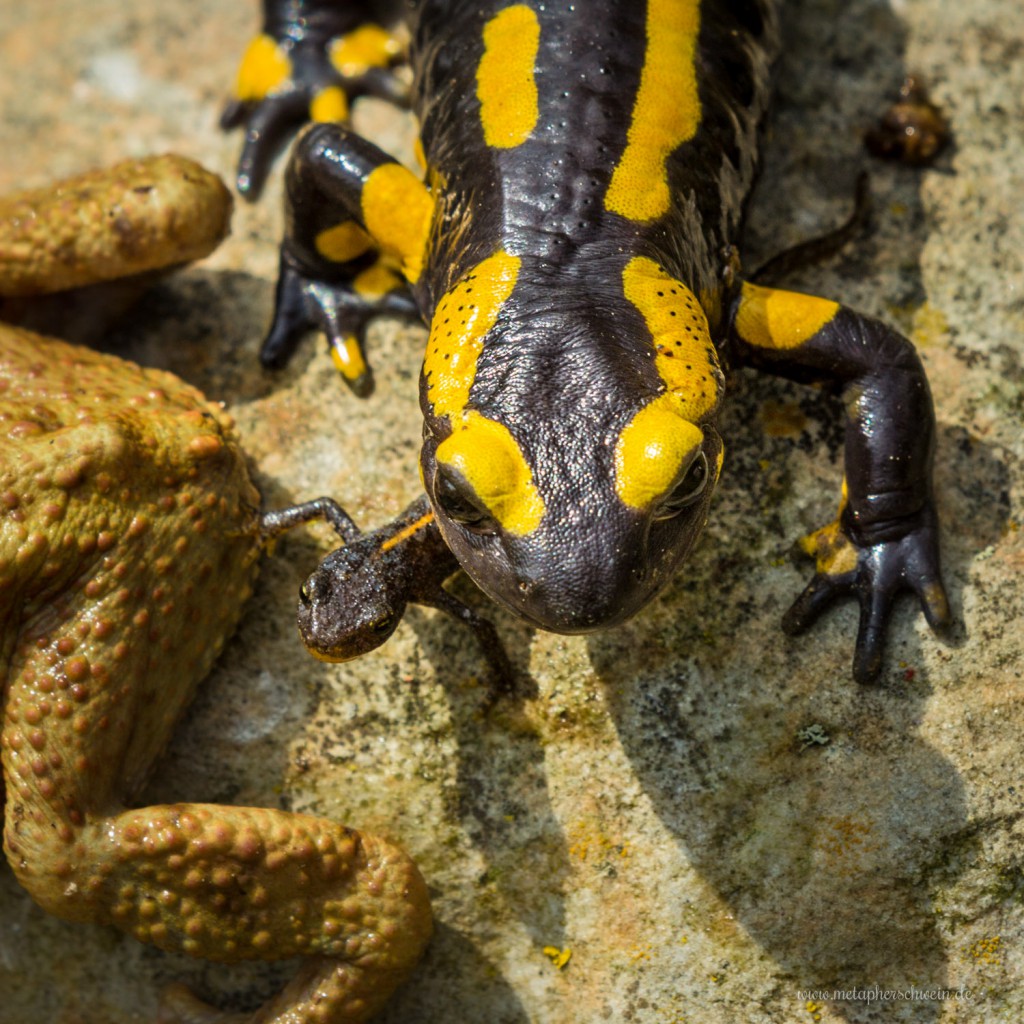 Nahaufnahme eines Feuersalamanders