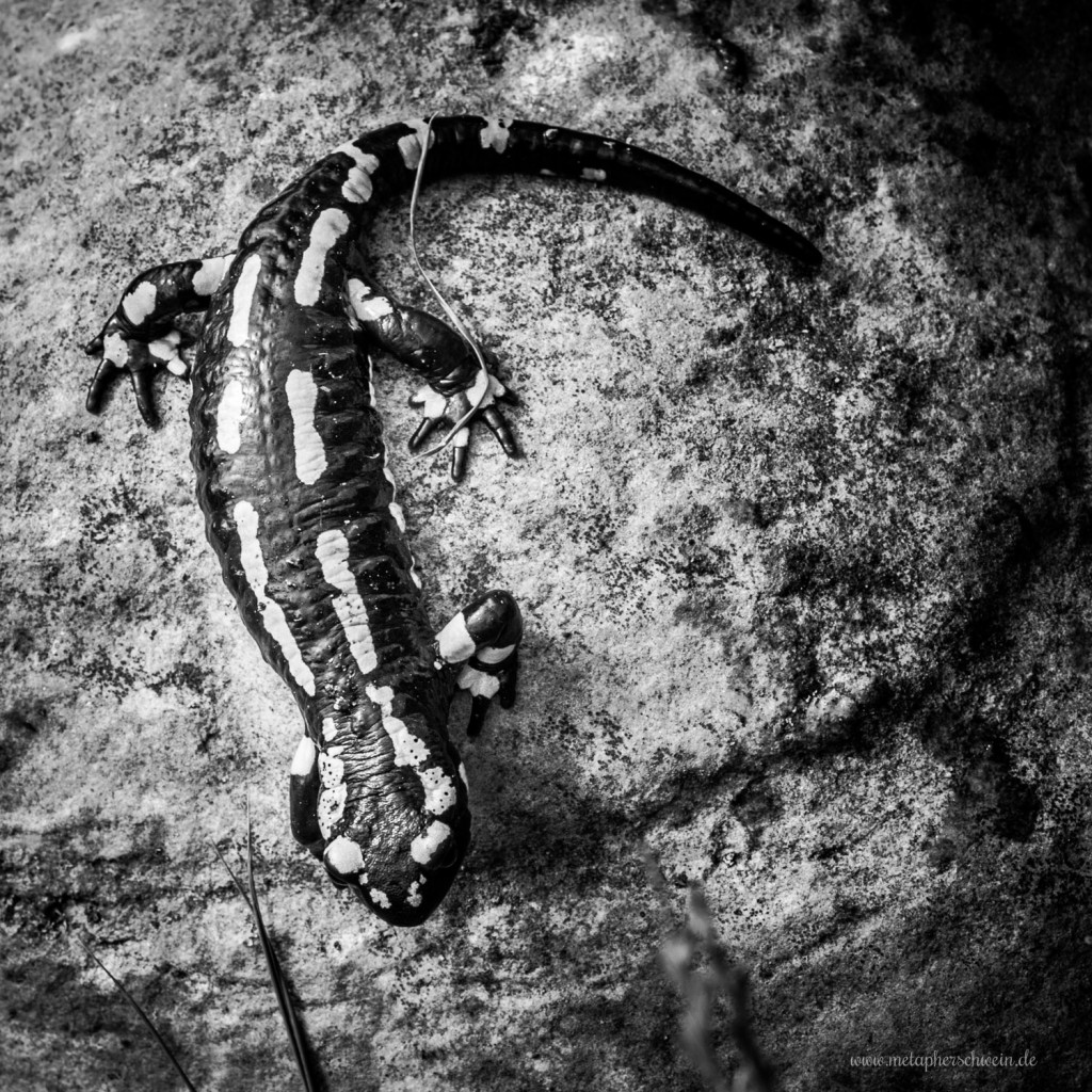 Feuersalamander auf Stein