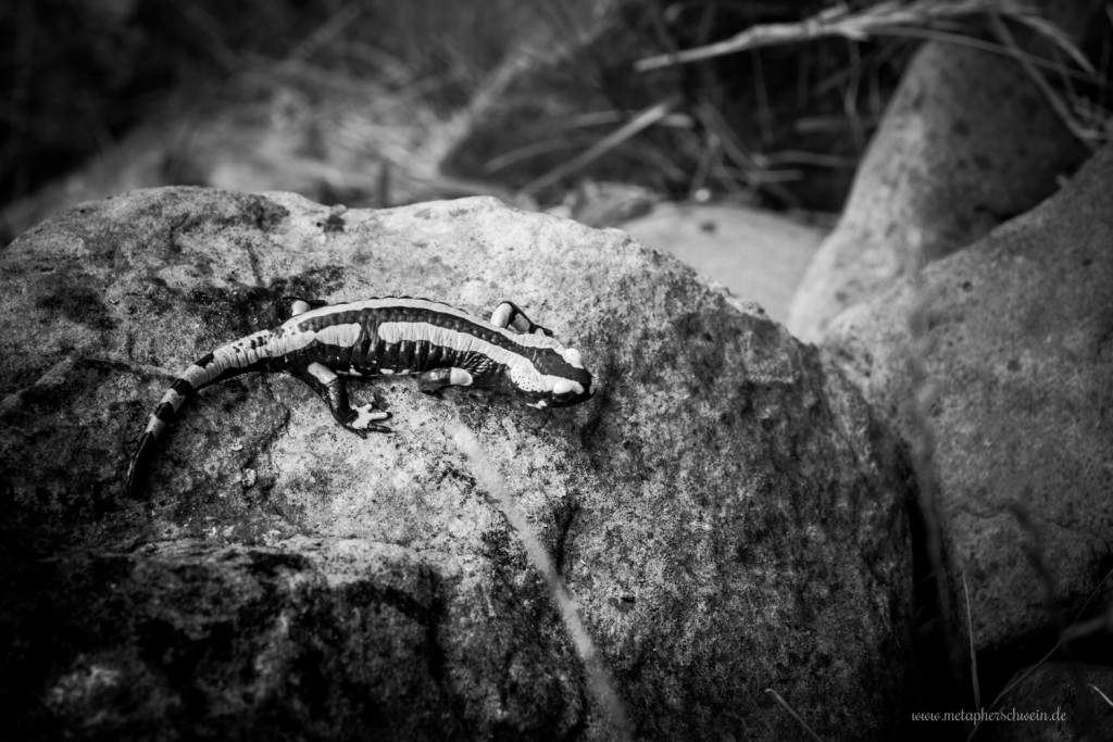 Muster eines Feuersalamanders