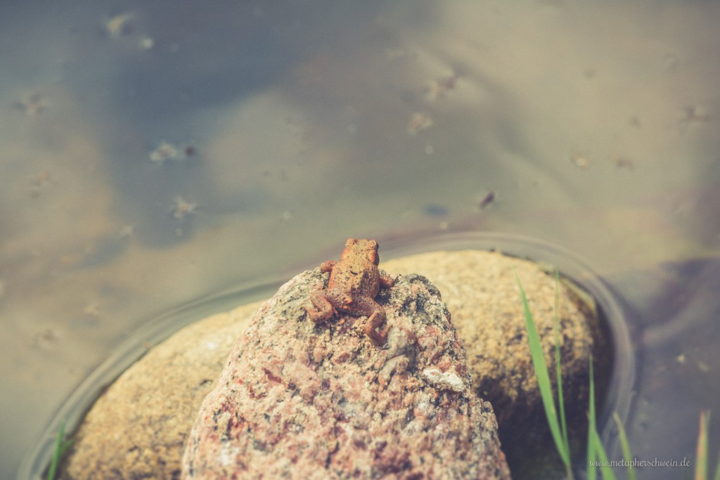 Erdkröte am Wasser