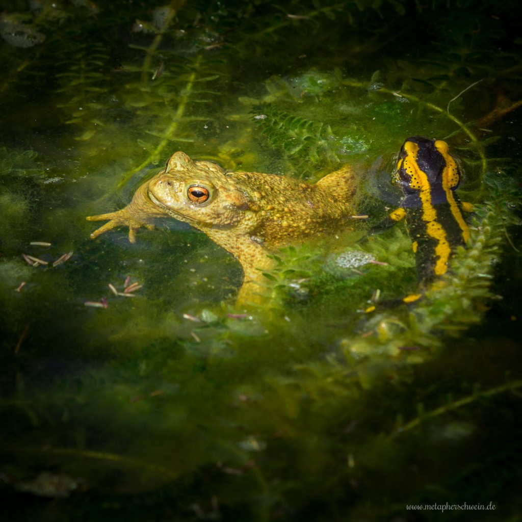 Erdkröte und Feuersalamander in Wasserpest