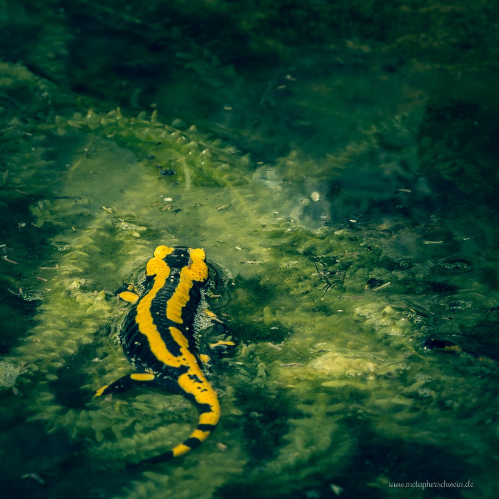 Feuersalamander im Wasser