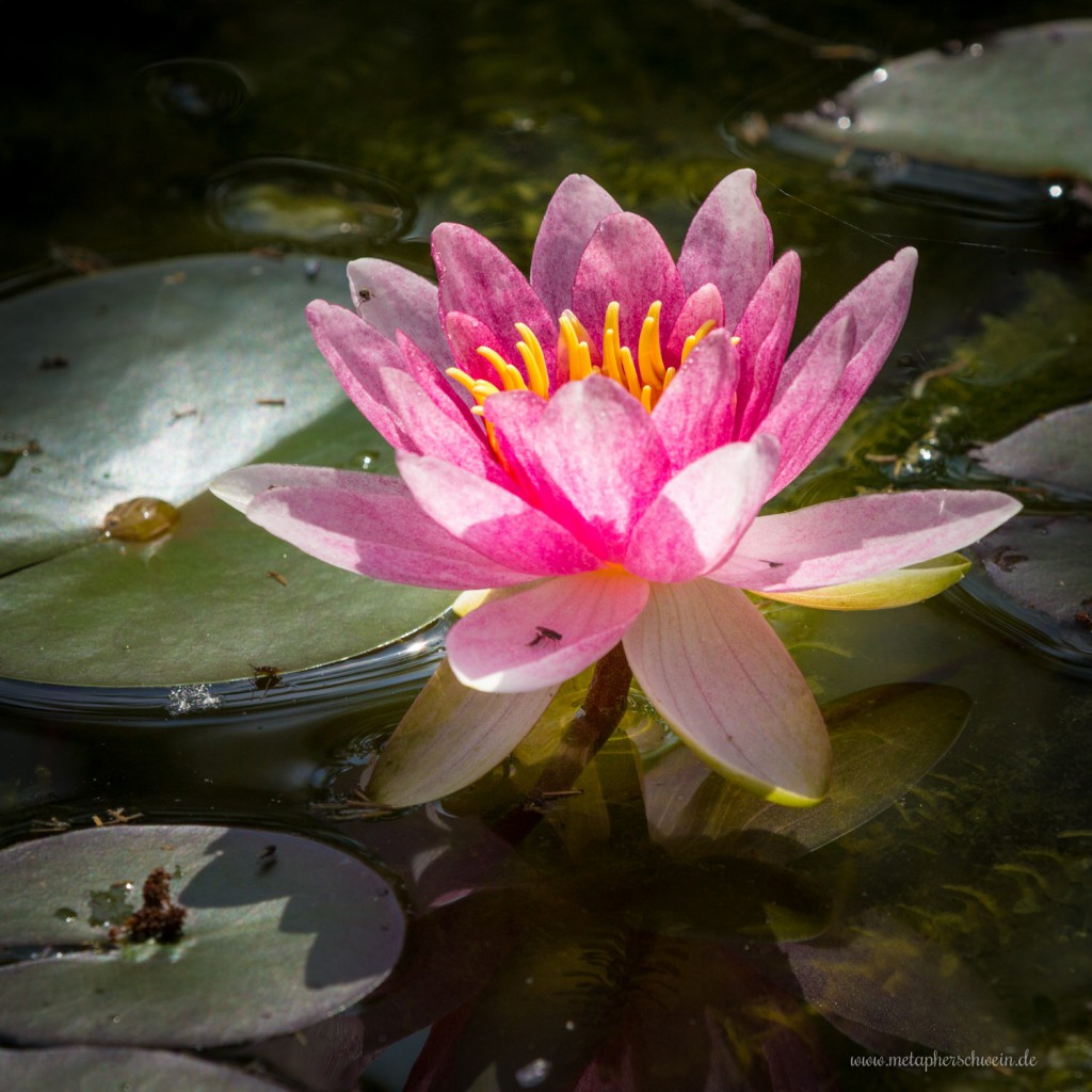 Seerose im Gartenteich