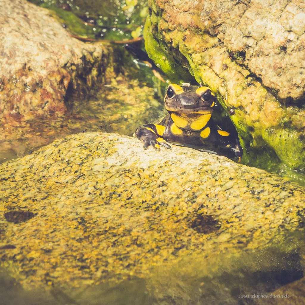 Erwachsene Salamander ernähren sich weitgehend von wirbellosen Organismen wie Asseln, kleinen weichen Käfern sowie kleinen bis mittelgroßen Exemplaren der Wald-Wegschnecke, Braunen Wegschnecke sowie Roten Wegschnecke.