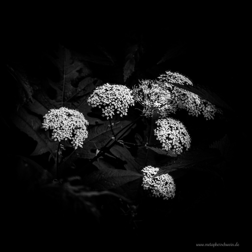 Zu jeder Jahreszeit ein Hingucker - die Flora und Fauna des Weserberglandes