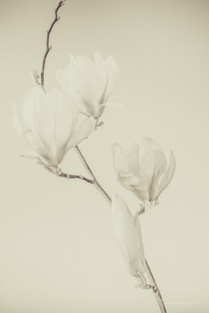 Aus der Serie „Simple Mag“ Bild I 2016 | © Michael Eichhorn