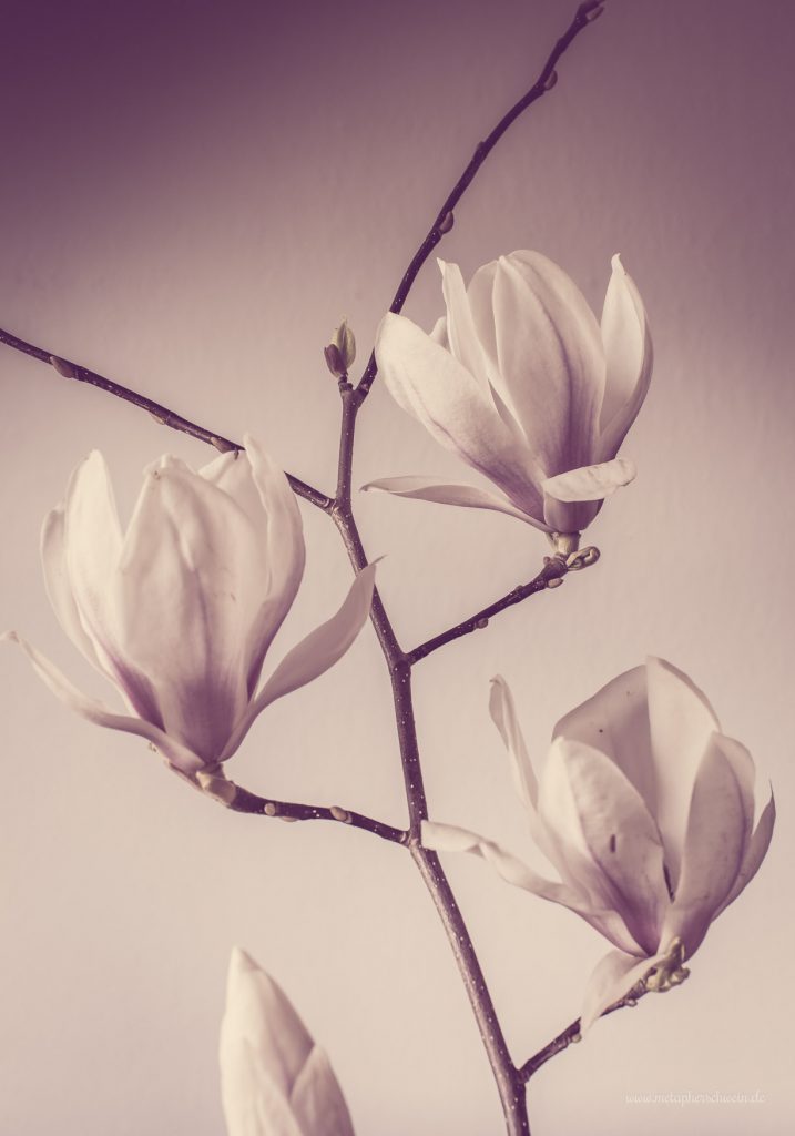 Aus der Serie „Simple Mag“ Bild III 2016 | © Michael Eichhorn