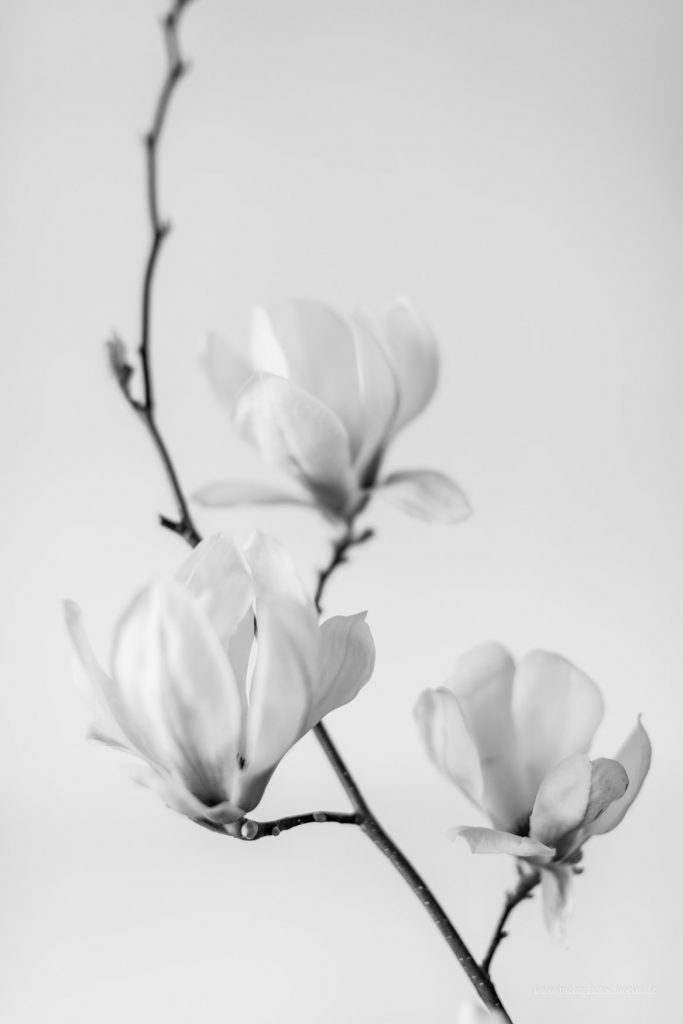 Aus der Serie „Simple Mag“ Bild IV 2016 | © Michael Eichhorn