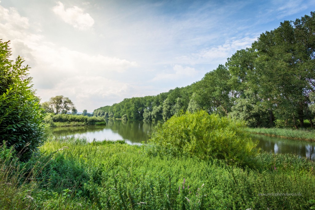 Blick auf den nördlichen Teil des Rintelner Doktorsees, dem Naturschutzgebiet