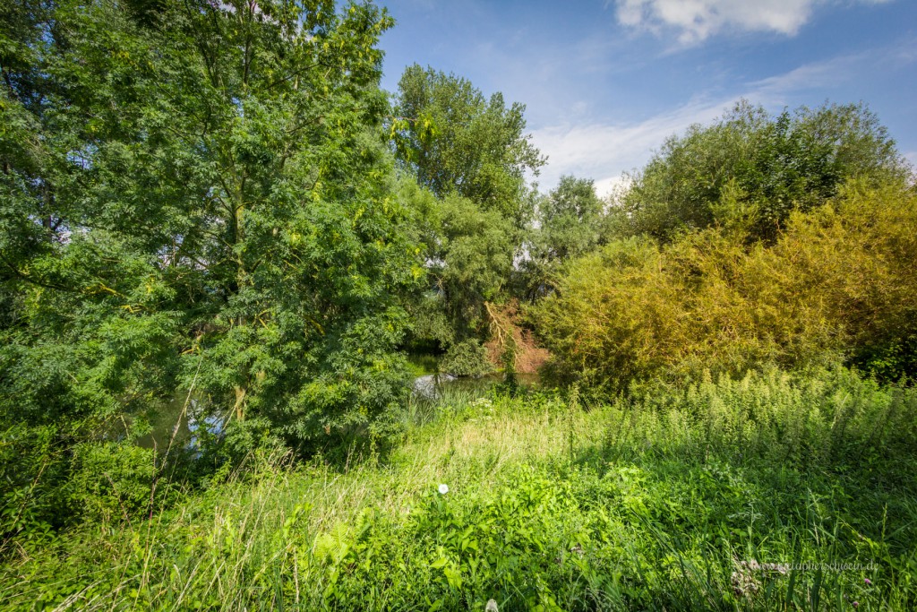 Ein dichter Bewuchs am Ufer garantiert den vielen Vogelarten ungestörtes Brüten