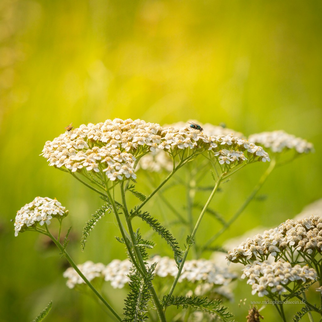 Die Pflanzenvielfalt am künstlich angelegten Doktorsee ist enorm