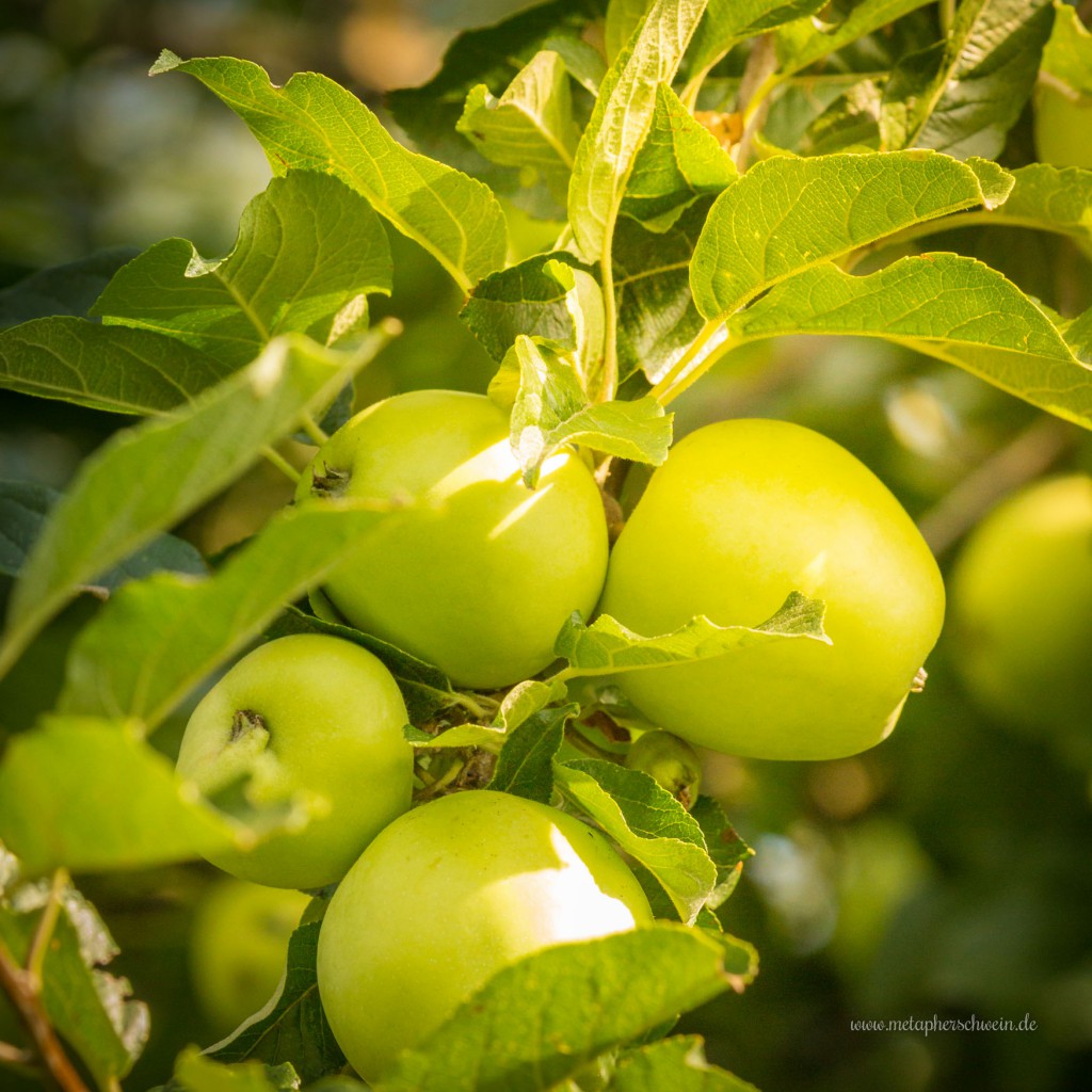 Viele Obstbäume säumen das Gelände am Doktorsee