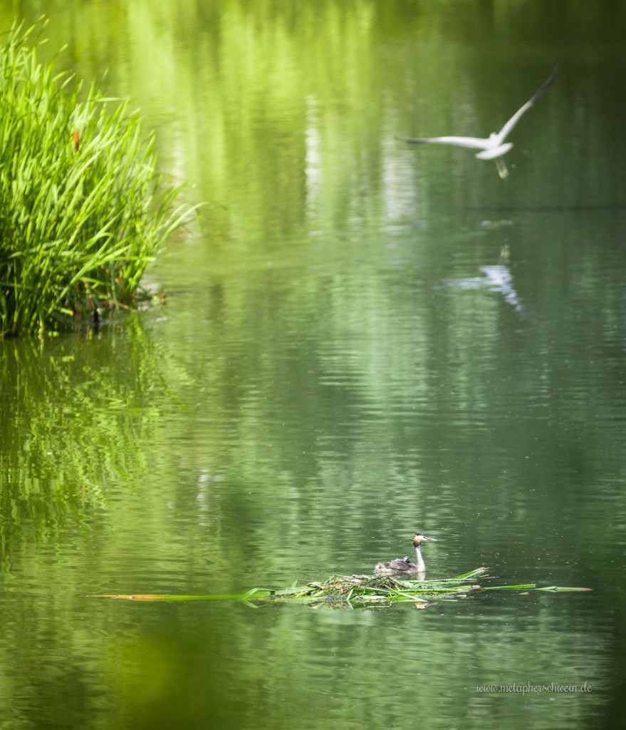 Das Nest eines Haubentauchers im Doktorsee bei Rinteln, die Küken haben sich auf den Rücken des Elterntieres geflüchtet