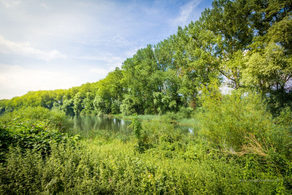 Beim Blick in das idyllische Paradies des Doktorsees glaubt man kaum, dass in den 1960er Jahren an dieser Stelle Kies für den Straßenbau gefördert wurde