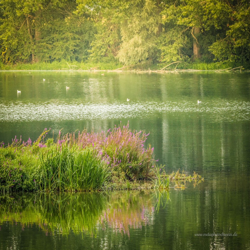 Inseln und Landzungen im Doktorsee bieten Brutplätze für viele Vogelarten