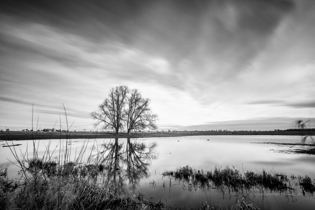 Elbwiesen in Dommitzsch bei Torgau | www.metapherschwein.de, © 2015 Michael Eichhorn