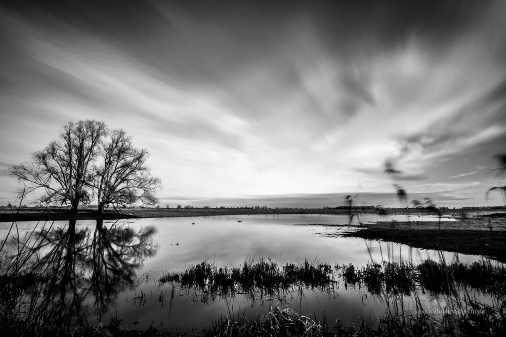 Die Elbwiesen in Dommitzsch sind Überschwemmungsgebiet und dienen dem Hochwasserschutz | www.metapherschwein.de, © 2015 Michael Eichhorn