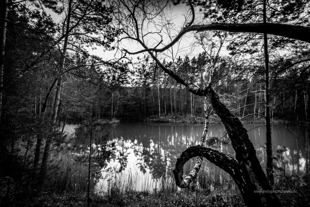 Bizarre Natur am Tonschacht Labaun bei Mahlitzsch in Sachsen| www.metapherschwein.de, © 2015 Michael Eichhorn