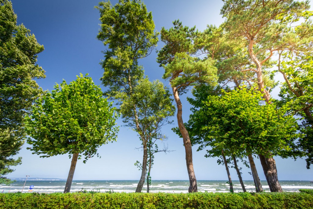 Die Strandpromenade von Binz mit ihrem typischen Kiefernbewuchs | Fotografiert von www.metapherschwein.de