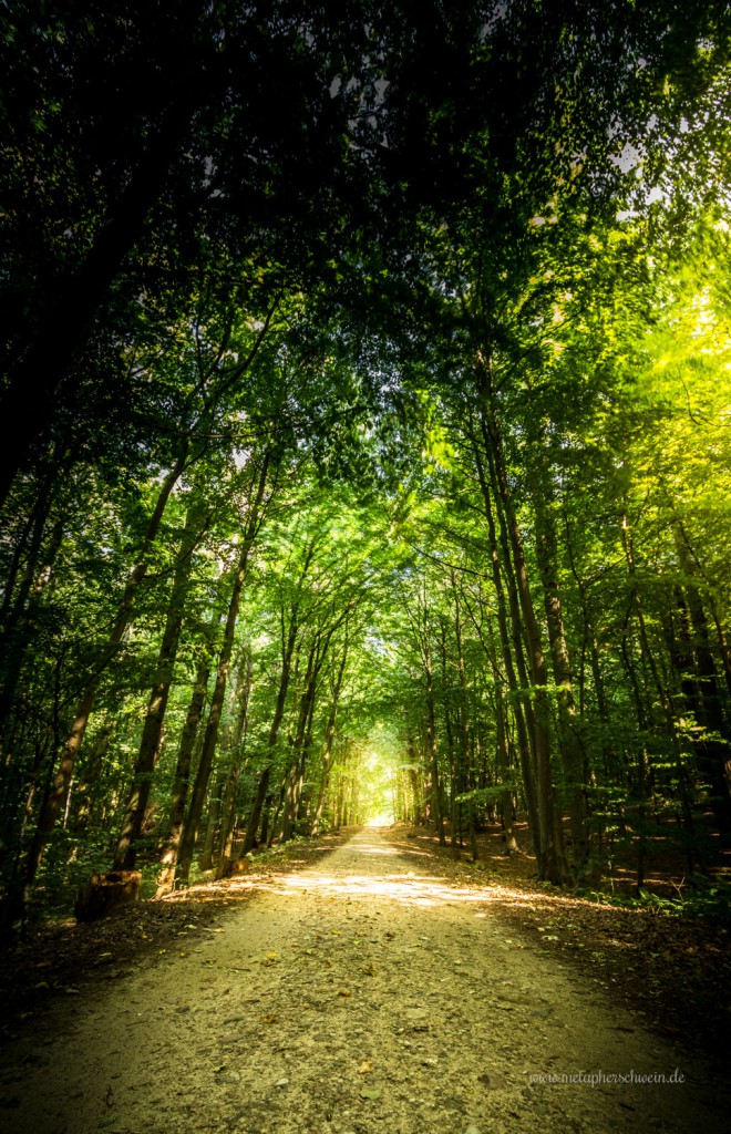 Wanderweg durch einen Buchenwald beim Ostseebad Binz | Fotografiert von www.metapherschwein.de