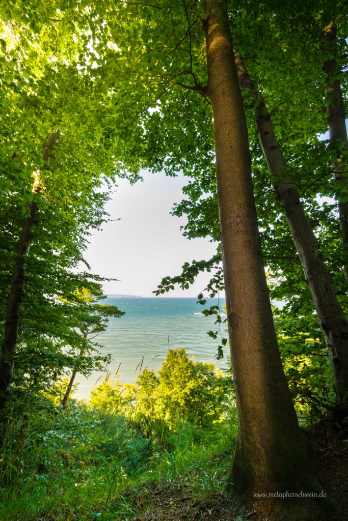 Buchenwald an der Rügener Steilküste, am Horizont der äüßerste Zipfel von Sassnitz | Fotografiert von www.metapherschwein.de