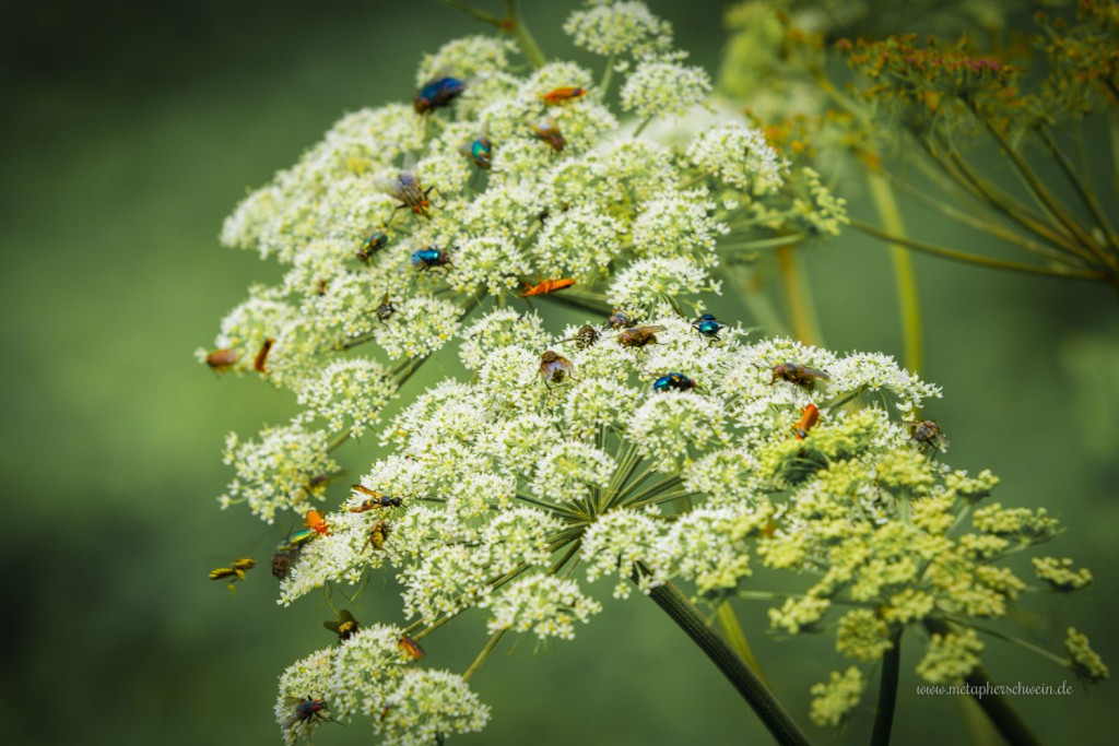Ganz schön viel los an der Zapfanlage im Naturpark Steinhuder Meer