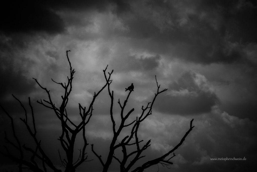 Das Naturschutzgebiet am Ostufer des Steinhuder Meeres dient dem Vogelschutz