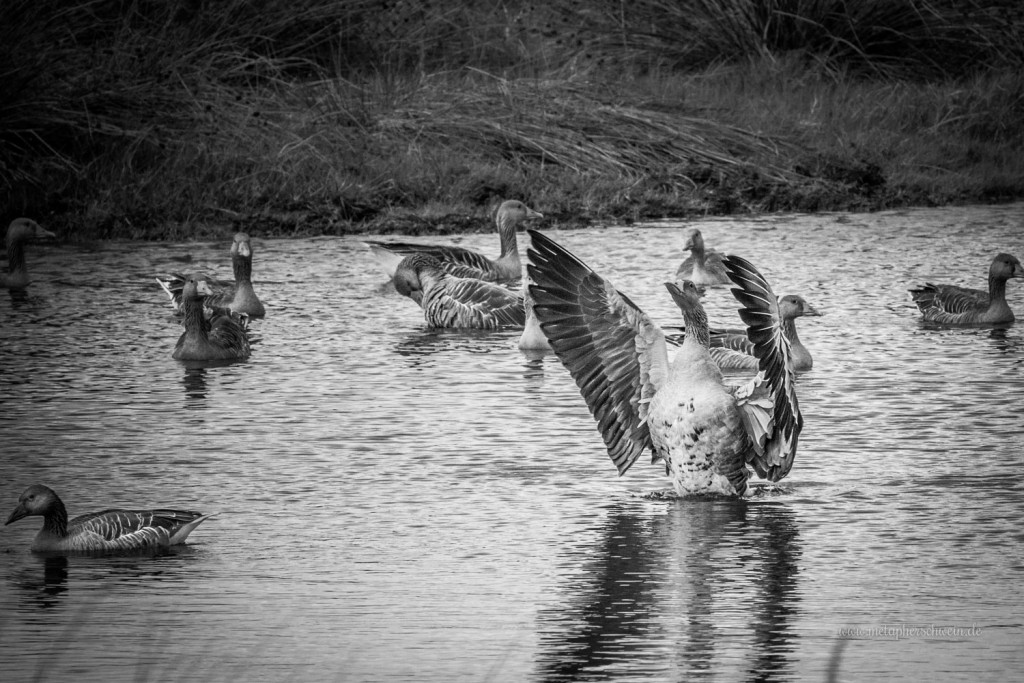 Graugänse im östlich gelegenen Vogelschutzgebiet des Steinhuder Meeres